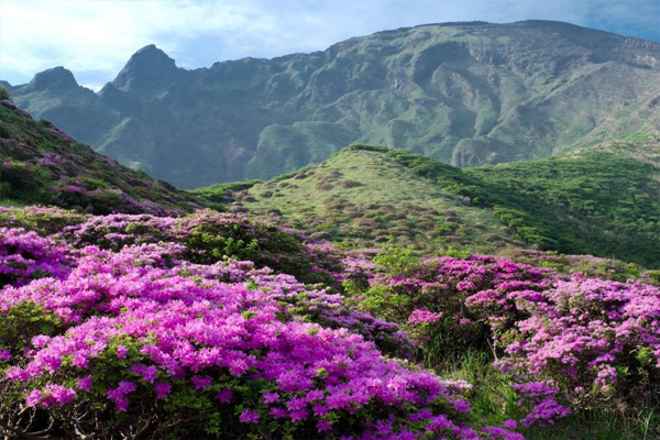 西藏色季拉山杜鹃花何时开
