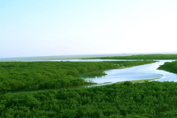 金海湾红树林旅游攻略 金海湾红树林地址-门票-交通-参观指南