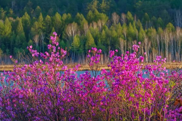 2021呼伦贝尔杜鹃花什么时候开花-赏花地点推荐