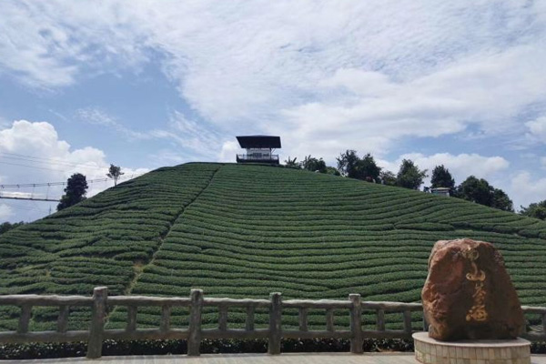南山茶海景区旅游攻略 南山茶海景区门票-开放时间-介绍-交通-地址-天气