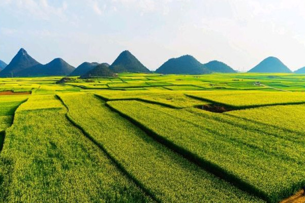 罗平油菜花景区旅游攻略 罗平油菜花景区门票-开放时间-介绍-交通-地址-天气