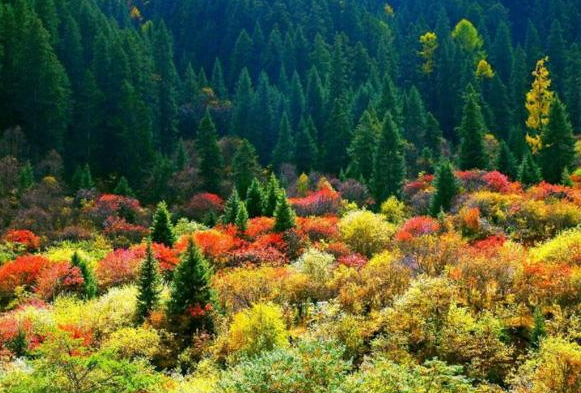 阿坝秋天最美的景点 四川阿坝州旅游景点有哪些